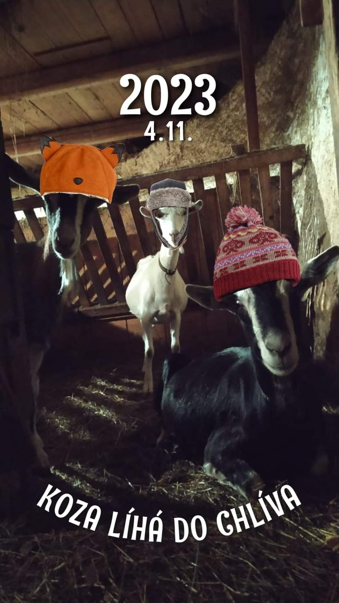 Koza líhá do chlíva 